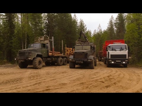 Видео: Лесные дороги не дают покоя. #лесовоз #маз