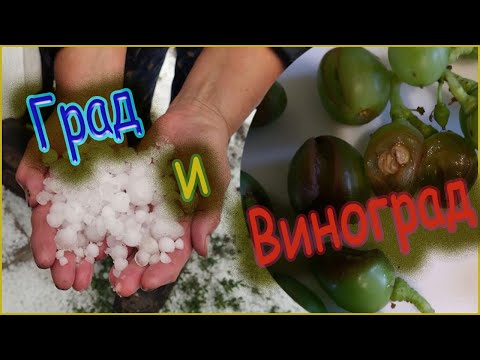 Видео: как помочь винограднику после града