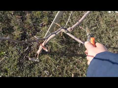 Видео: Обрізка різних,не сформованих дерев Яблуні