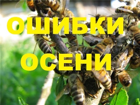 Видео: Осенние ошибки пчеловода.