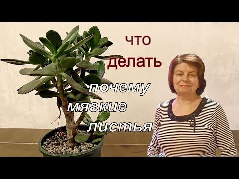 Видео: Денежное дерево Толстянка. Основные причины почему листочки становятся мягкими.