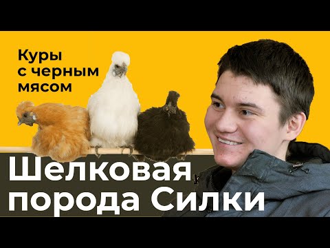 Видео: Китайские шелковые курицы с черным мясом. Как студент из Татарстана создал ферму редких птиц