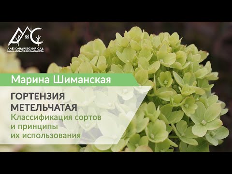 Видео: Гортензия метельчатая