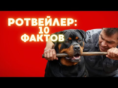 Видео: Ротвейлер 10 фактов