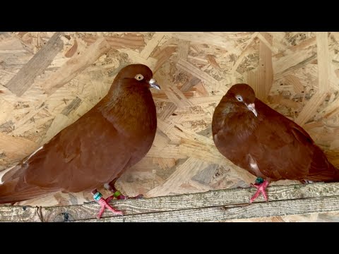 Видео: ОДИН ДЕНЬ ИЗ ЖИЗНИ ГОЛУБЕВОДА 🕊️