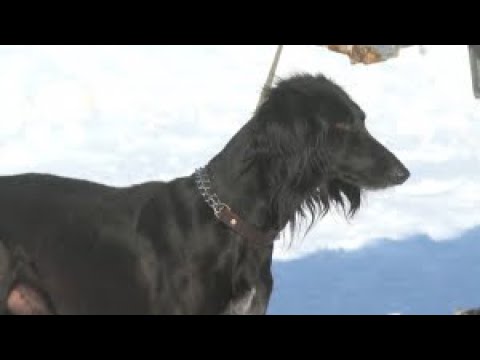 Видео: Елорда тұрғыны 15 тазы баптап отыр