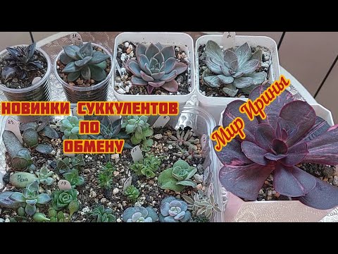 Видео: #продажасуккулентов Обзор | Суккуленты по обмену ●☆▪︎☆▪︎☆