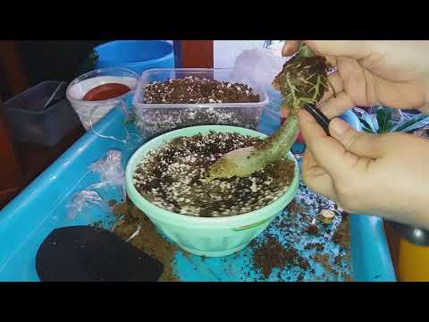 Видео: АДЕНИУМЫ. ОТРЕЗАЕМ ЧЕРЕНОК  С  КОРНЯМИ