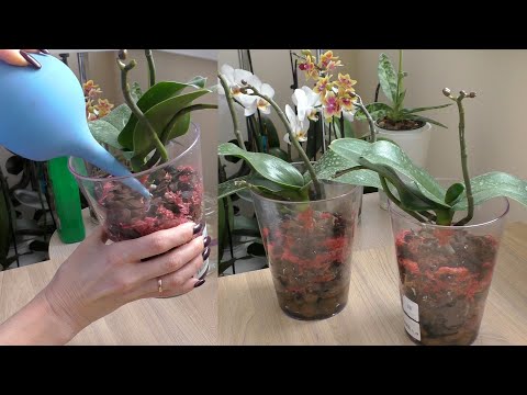 Видео: И ВНОВЬ ПРОДОЛЖАЕТСЯ БОЙ! Орхидеи САКУРЫ, после черной гнили, что дальше...?