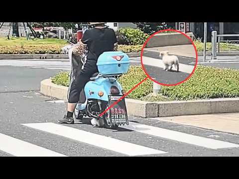 Видео: Бездомный щенок не видит опасности и думает, что под машиной прохожий заберёт его домой.