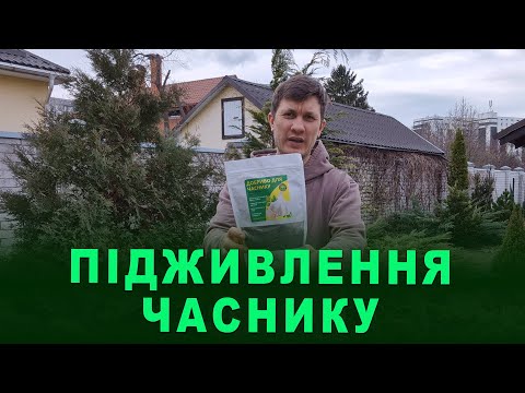 Видео: Перше ПІДЖИВЛЕННЯ ЧАСНИКУ органічними добривами. Знезараження ґрунту біопрепаратами
