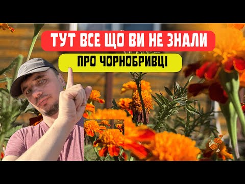 Видео: ТОП 5 Способів використання чорнобривців!