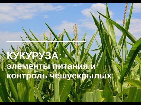 Видео: Вебинар: «Кукуруза: элементы питания и контроль чешуекрылых»