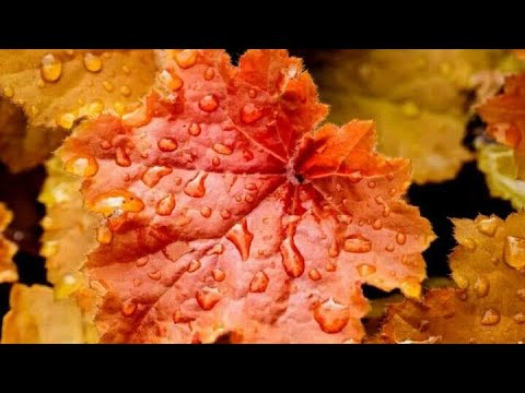 Видео: Макияж 💄 под осенний лист 🍁