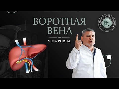 Видео: Аорта. Верхняя и нижняя полые вены. Воротная вена / VENA PORTAE