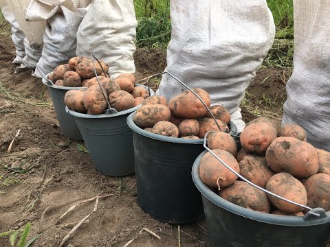 Видео: ВРОЖАЙ 2025 | ЯК МИ ЗБИРАЄМО КАРТОПЛЮ У СЕЛІ