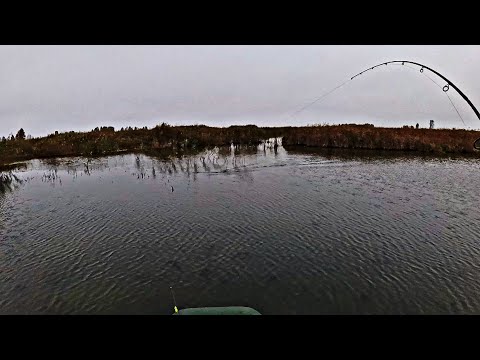 Видео: Не смог её остановить. Ловля щуки на мелководье осенью.