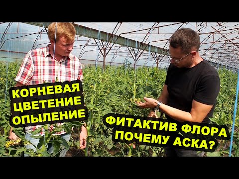 Видео: Новые гибриды томатов и технология Фитактив часть 1. Новая  блочная теплица 10 соток.
