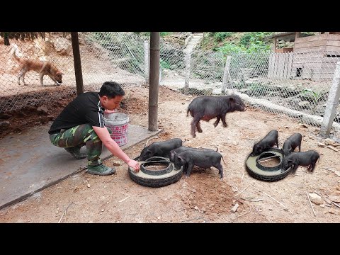 Видео: Выращивание диких кабанов и сбор овощей в горах - Фермерская жизнь.