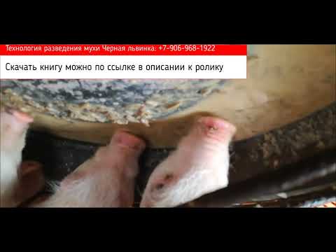 Видео: Новый питательный корм для свиней/поросят. Муха Черная львинка (муха черный солдат)