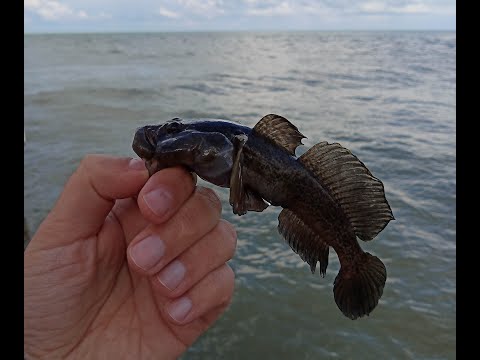 Видео: Морской мормышинг и микроджиг в Дивноморске!!!