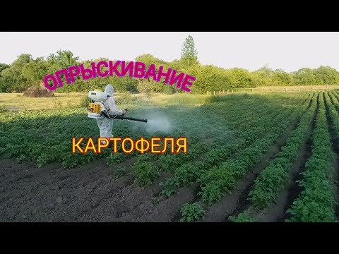 Видео: Опрыскивание Картофеля. Бензиновым Опрыскивателем Champion  PS 257