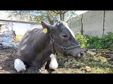 Видео: Как обезрожить телят? Зачем?