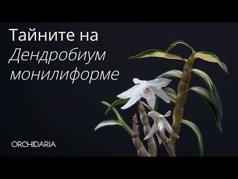 Видео: Тайните на Дендробиум монилиформе/Dendrobium moniliforme