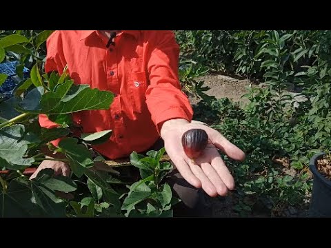 Видео: Продовжую випробовувати різні сорти інжиру!!!