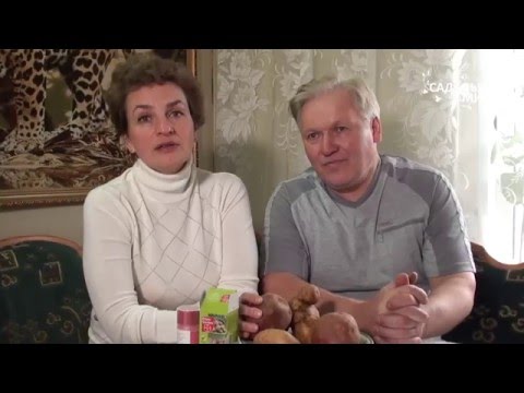 Видео: Как подготовить картофель к посадке. Сайт Садовый мир