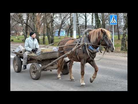 Видео: Родина