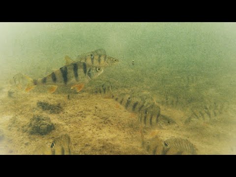 Видео: Ловля окуня со льда с подводной камерой