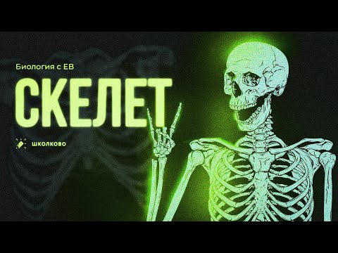 Видео: Скелет человека. Серия углубленных лекций для ЕГЭ по биологии 2024