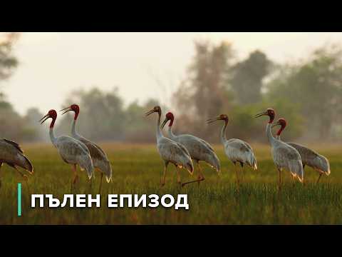 Видео: Прилепи и птици се борят с жегата | Загадките на Меконг 108