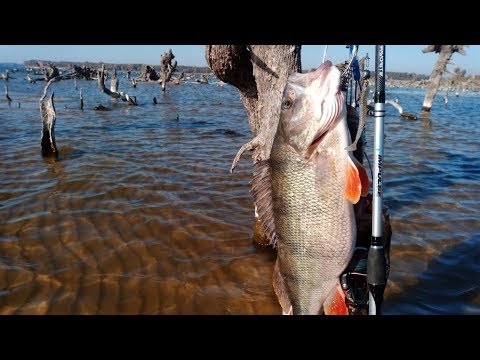 Видео: Крупный ОКУНЬ в затопленных ПНЯХ!