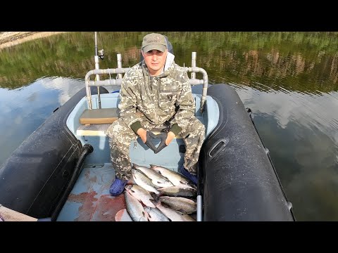 Видео: ГОРБУША . Рыбалка продолжается / PINK . Fishing continues