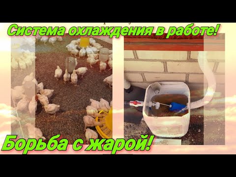 Видео: Результат работы системы охлаждения для бройлеров!