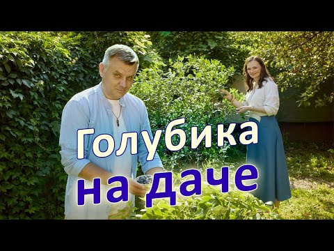 Видео: Голубика на даче Видеошкола Дачного агронома