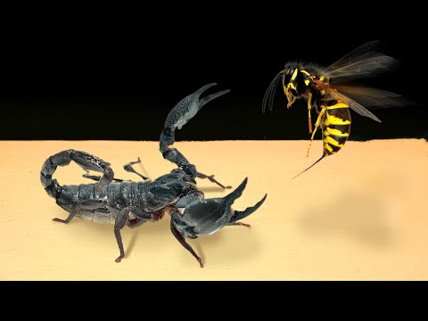 Видео: ЧТО ЕСЛИ СКОРПИОН УВИДИТ ШЕРШНЯ - ВЕРСУС ШЕРШНЯ и СКОРПИОНА