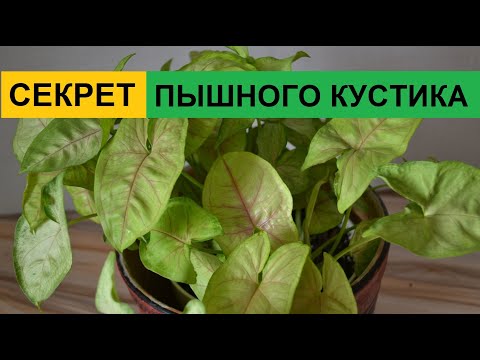 Видео: Формирование пышного куста комнатных растений на примере сингониума