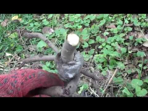 Видео: Выкопка павловний