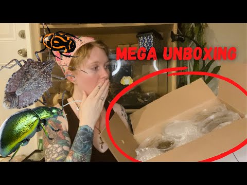 Видео: Распаковка МЕГАживого жука из Arthropods от Juice!