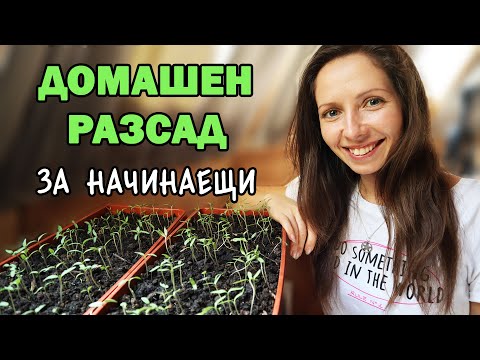 Видео: 🌱🍅Как да си направим лесно разсад в домашни условия? Градинарство за начинаещи I Ванина Иванова