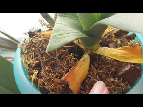 Видео: Орхидея потерявшая тургор, после обрезки листьев, спустя неделю.