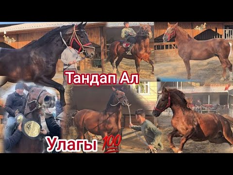 Видео: Тандалган Кыл Аттар Кашкар Кыштакта✊️