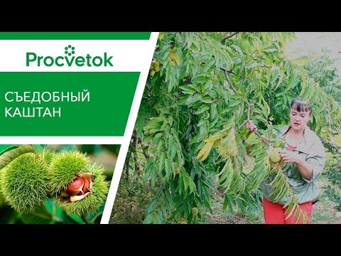 Видео: КАШТАН СЪЕДОБНЫЙ - вкусная экзотика в саду! Вырастет и у вас!