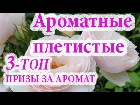 Видео: Ароматные плетистые розы.3-ТОП в розовой и сиреневой гамме цветов. Нахема,Лагуна, Виолет Парфюм.