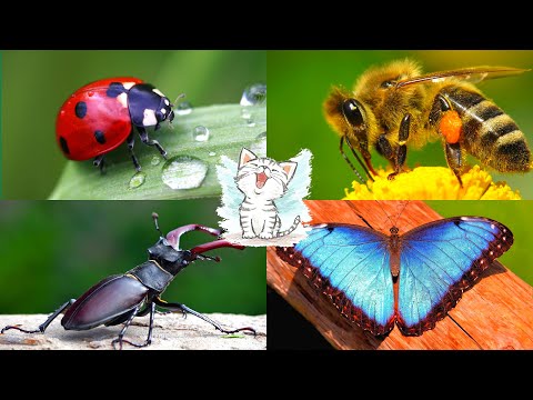 Видео: Комахи для дітей. Вікторина з голосами та звуками комах