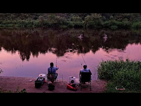 Видео: Ночные Обитатели Березины! Рыбалка с Ночевкой на Реке Березина. Плотва, Густера, Подлещик на Фидер.