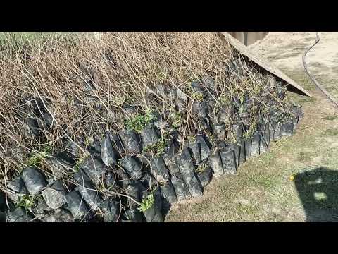 Видео: Жаңы курулуп жаткан мисте бак.